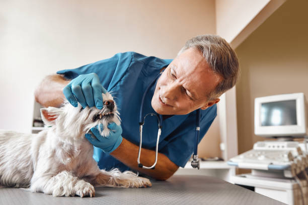Best After-Hours Dental Trauma Care in Pratt, KS